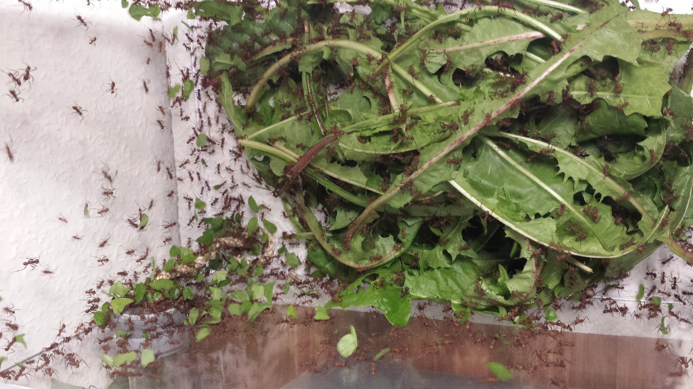 Das letzte Foto zeigt den Einblick von oben in das Futterbecken meiner ebenfalls aus Südamerika stammenden Blattschneiderameisen (Acromyrmex octospinosus). Sie zerlegen die angebotenen Löwenzahnblätter und füttern damit einen Pilz, auf dem die Tiere leben. Über mehrere Meter Rohre tragen die Ameisen die Blattstücke in das Pilzbecken. Sie ernähren sich von den Fruchtkörpern, die der Pilz ausbildet und vom Pflanzensaft.