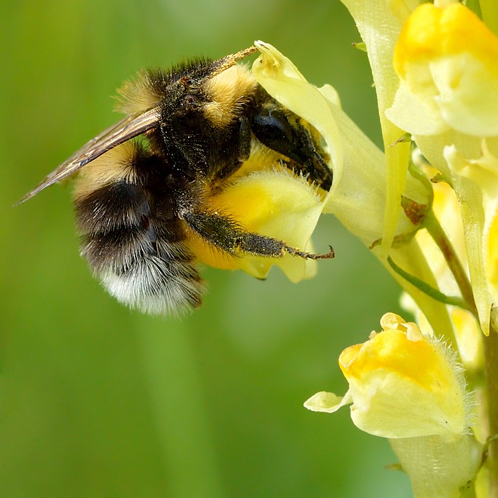 Bienen wären unmittelbar durch genveränderte Organismen betroffen.