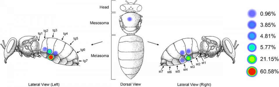 Abb. 1: Aufenthaltswahrscheinlichkeit der Varroa auf der Biene (Ramsey, 2019)