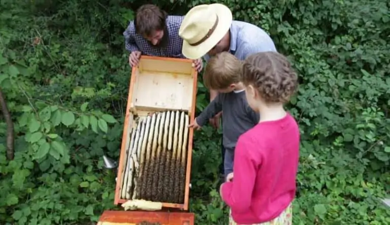 Imker und Kinder schauen sich den Bienenstock genauer an.