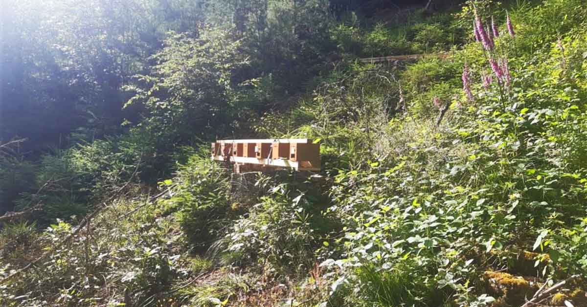 Belegstelle Stumpfwald für die Dunkle Biene