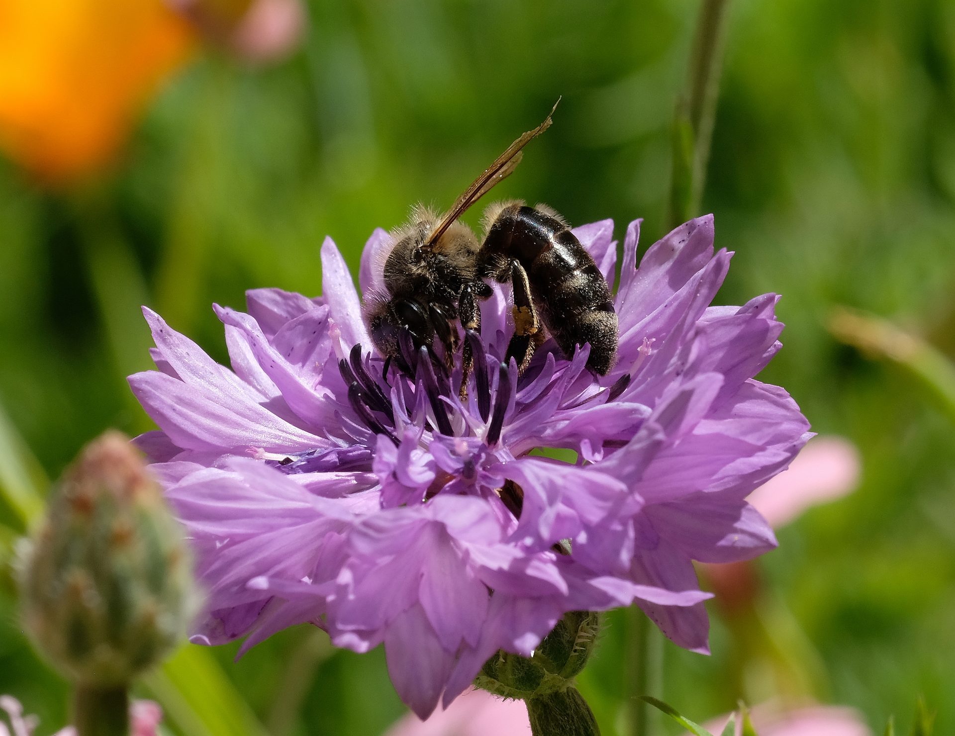 Dunkle Biene (Apis Mellifera Mellifera)