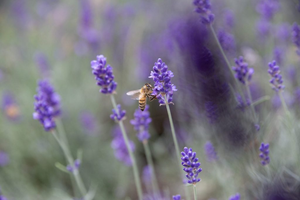 Bienen fördern: Biene auf Lavendel