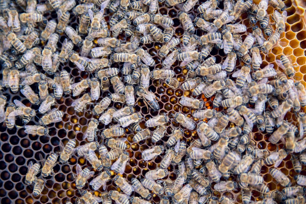 Bienen auf Naturwaben