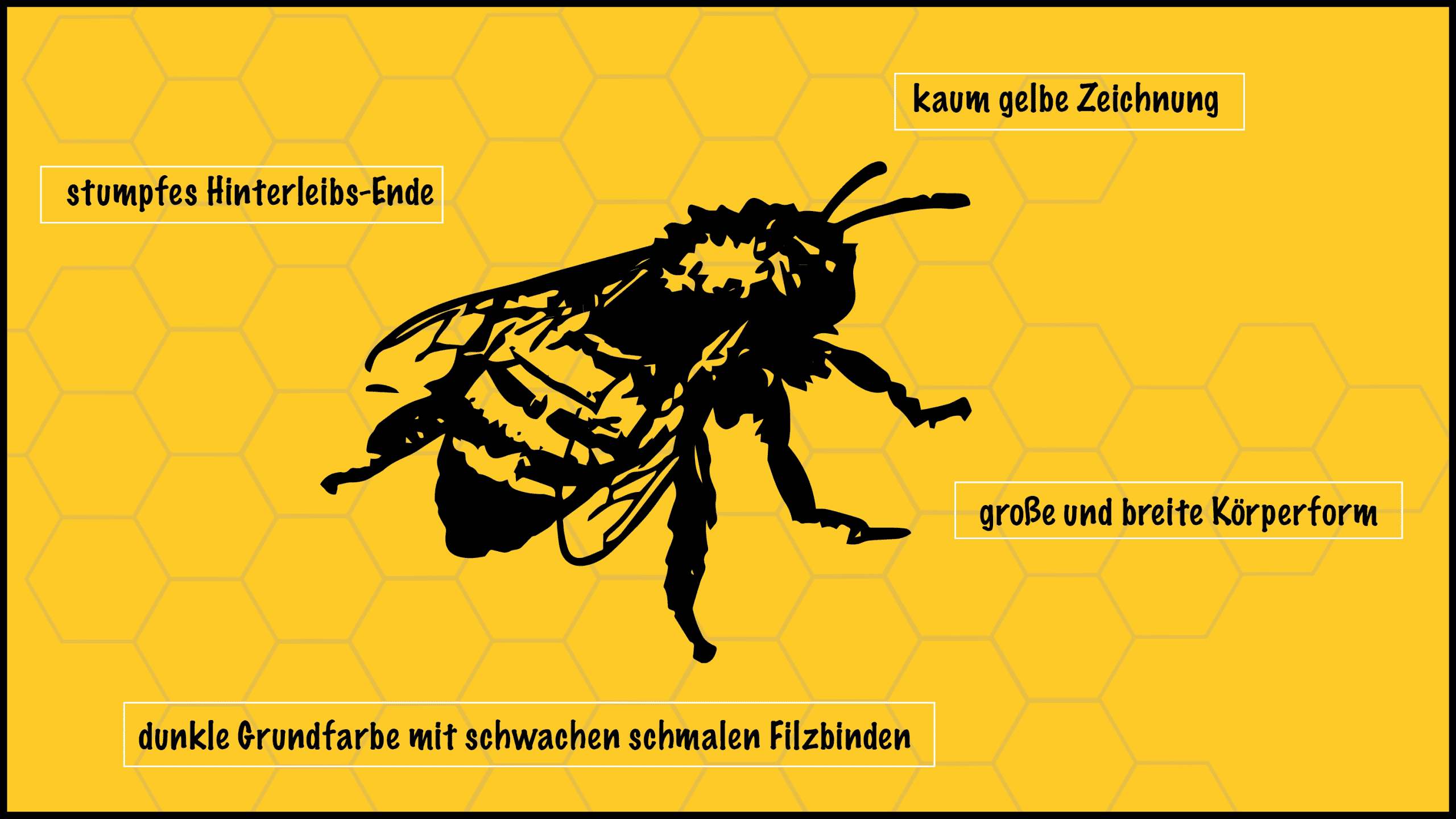 Aussehen dunkle Biene