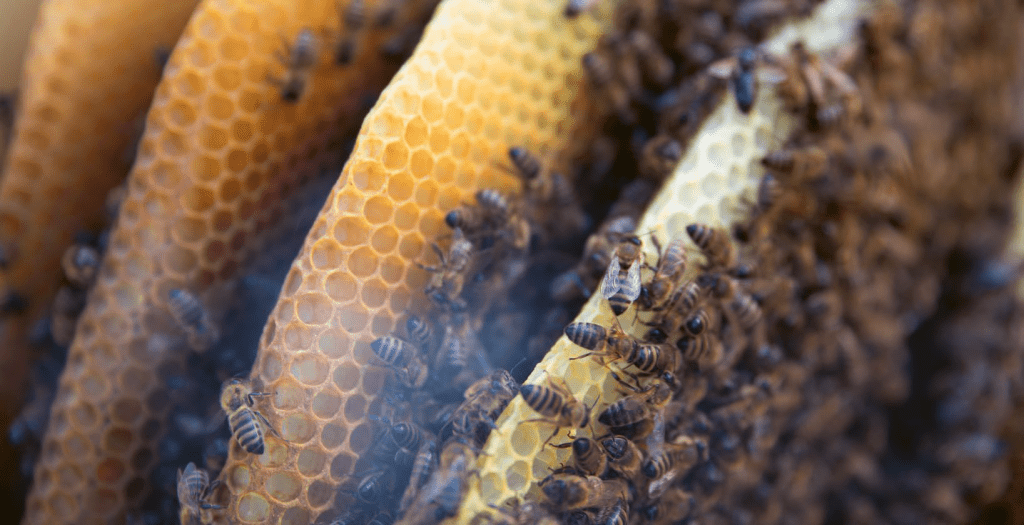 Der Bien ist schon seit Langem mit dem Menschen verbunden und fasziniert uns immer wieder aufs Neue.