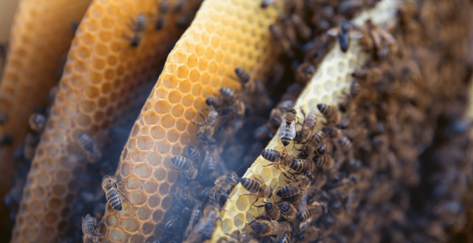  Der Bien ist schon seit Langem mit dem Menschen verbunden und fasziniert uns immer wieder aufs Neue.