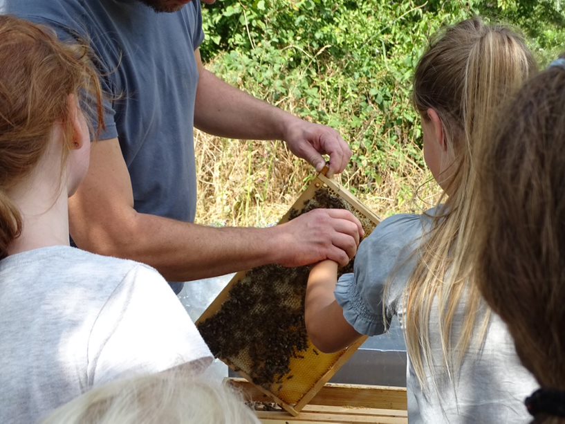 Kindern bei einer Bienenführung
