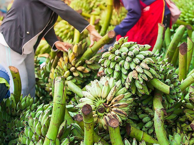 Artenvielfalt in Laos und Europa