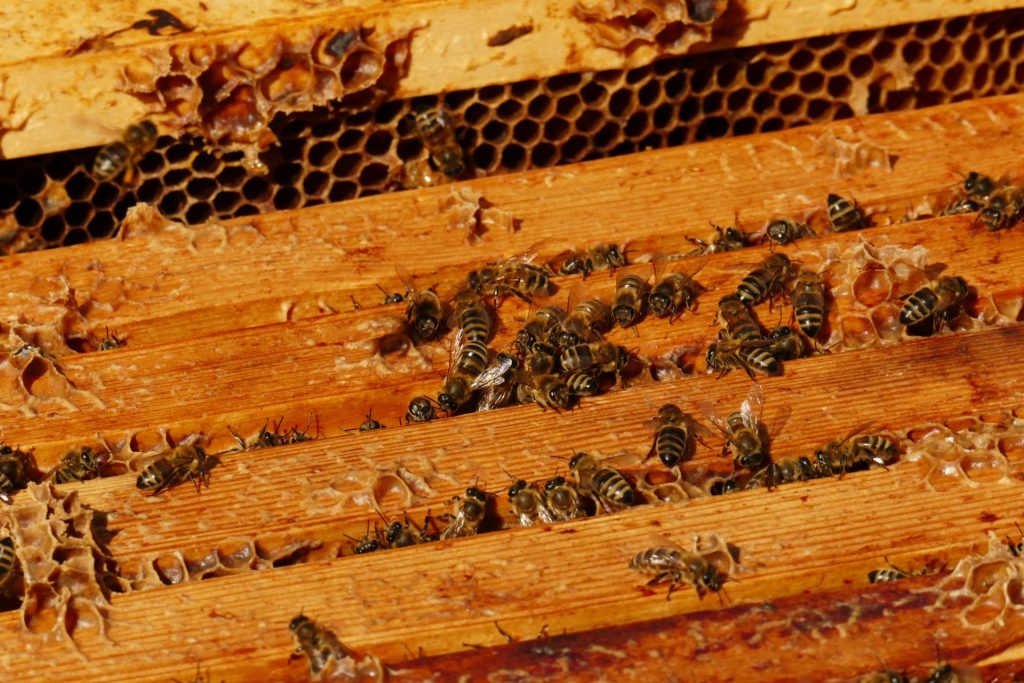 Propolis im Bienenstock