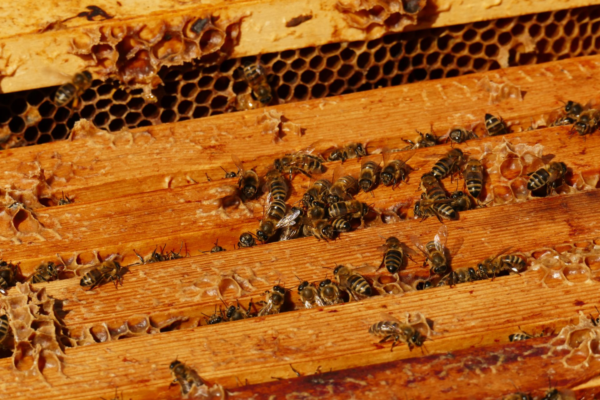 Propolis im Bienenstock