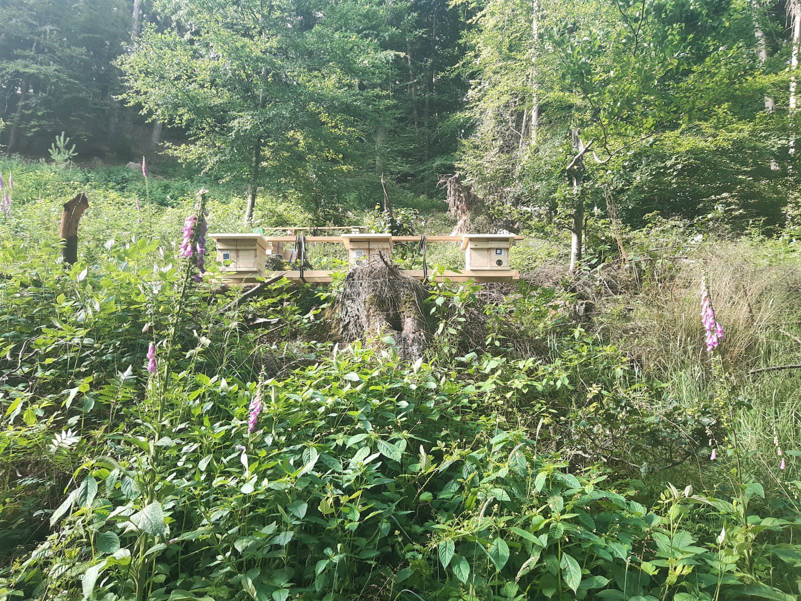 Belegstelle Stumpfwald