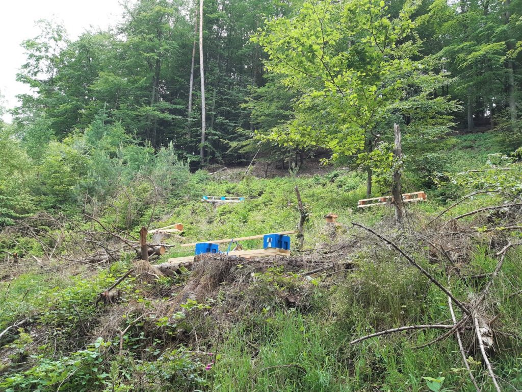 Belegstelle Stumpfwald