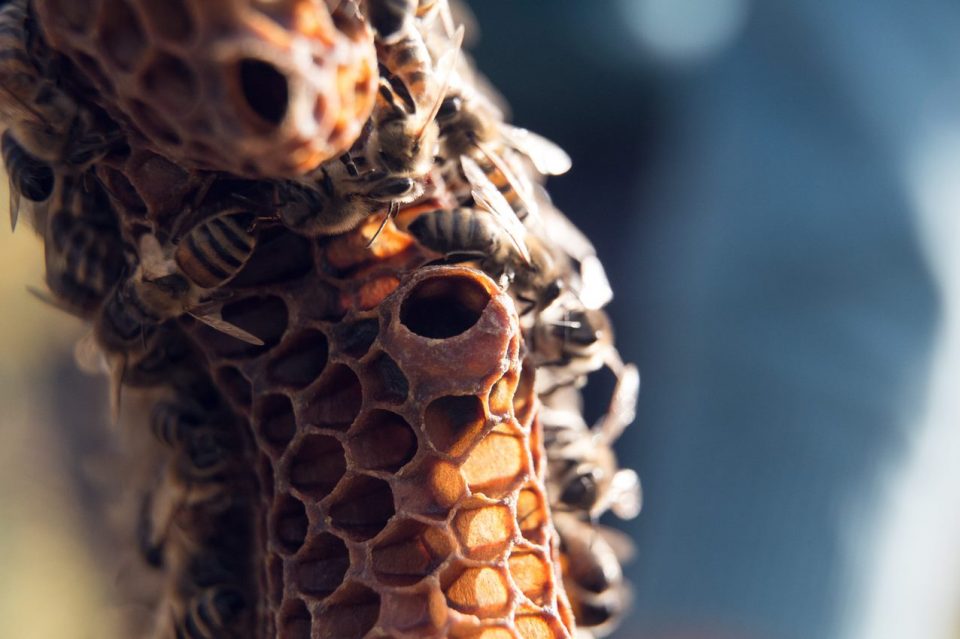 Schwarm mit Weiselzellen