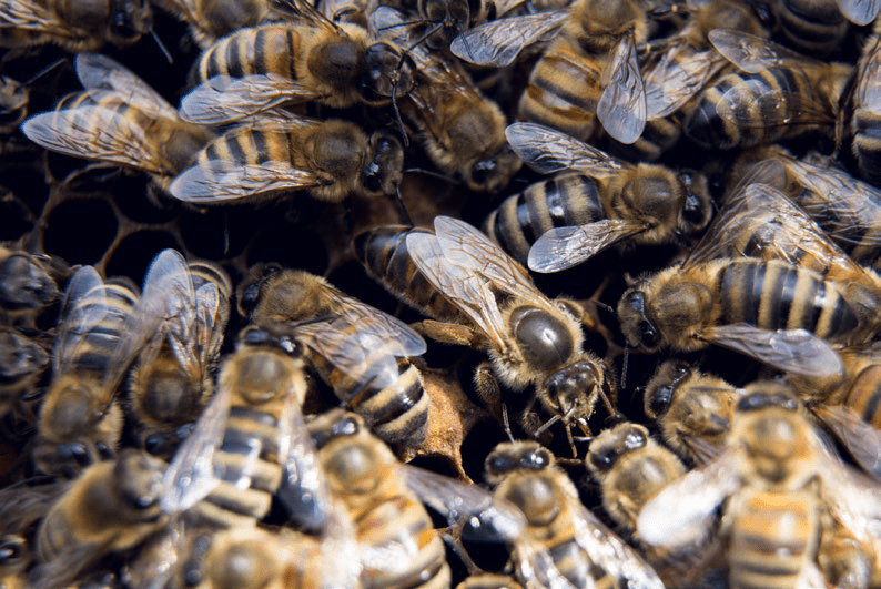 Schwamköniginnen-Zucht