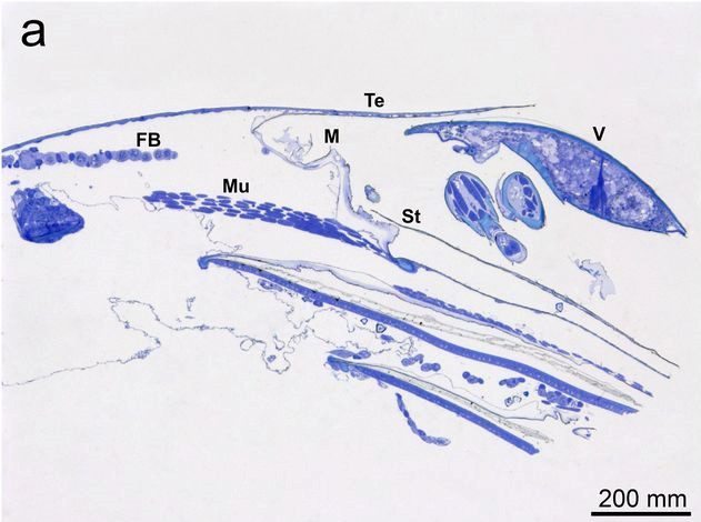 Varroa-duenneschicht1