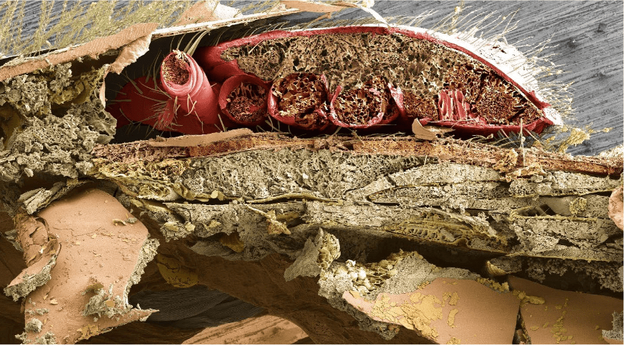 VarroaFarbe Querschnitt von Biene und Varroa