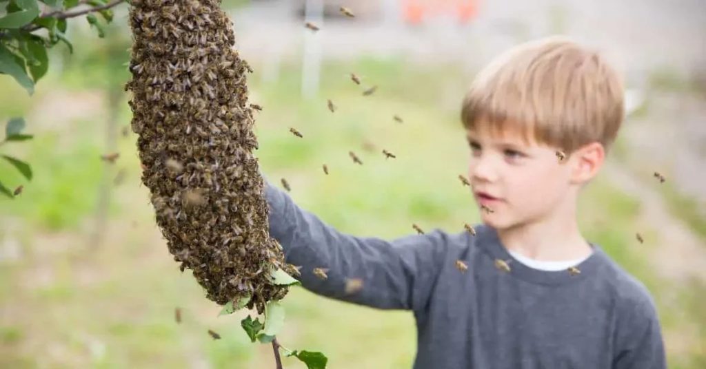 BNE am Beispiel Biene