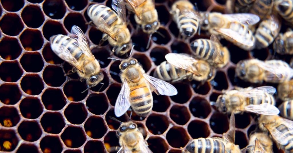 Biene beim Schwänzeltanz