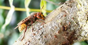 Europäische Hornisse