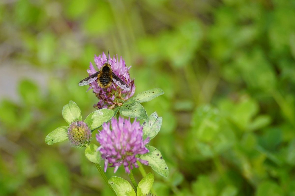 insect-8015257_1280-1200x801