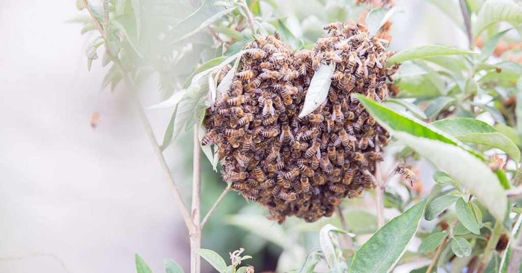Laut werden, damit die Zukunft summt!