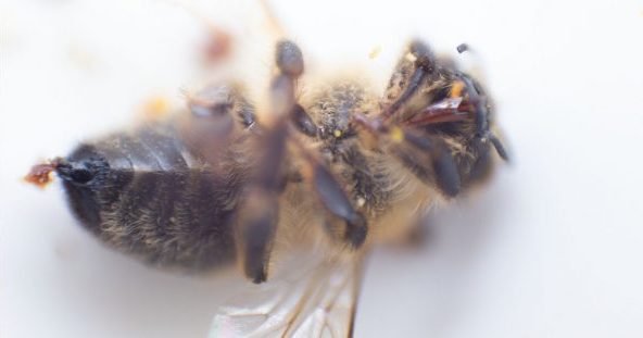 Neonicotinoide: Wunderwaffe Nervengift?