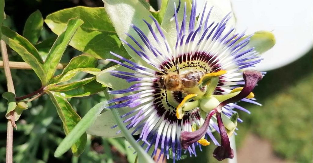 Passionsblume mit Biene