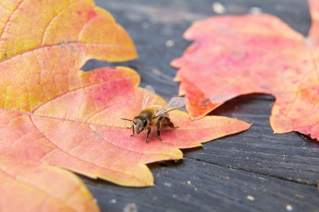 Biene im Herbst