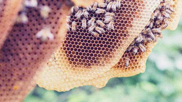 Naturwaben
