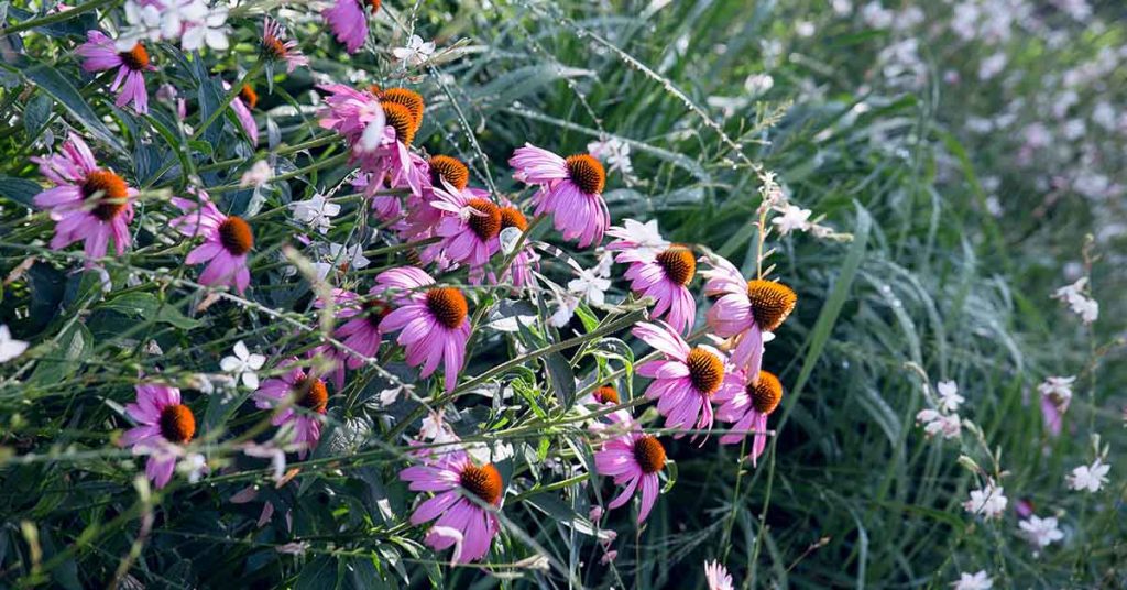 Vielfalt schafft Vielfalt