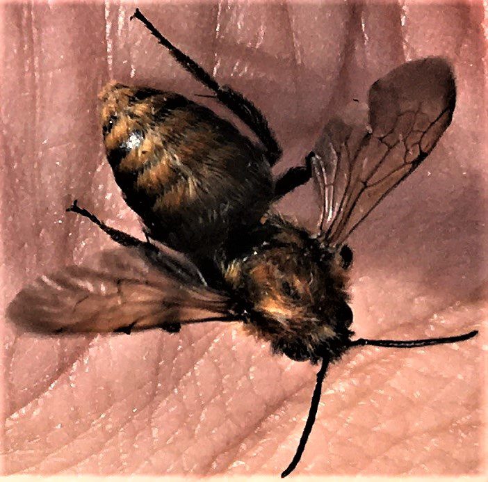 Garten-Blattschneiderbiene, in Stuttgart fotografiert im Jahr 2020, in der Nähe von Bienenständen (Tobias Miltenberger).